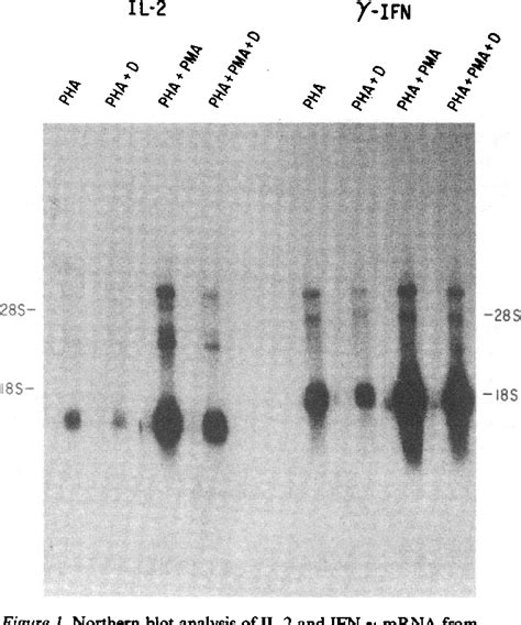 Figure From Regulation Of Lymphokine Production And Human T