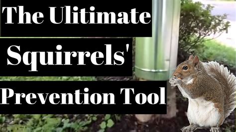 How To Keep Squirrels Out Of Your Garden How To Repel Squirrels Youtube