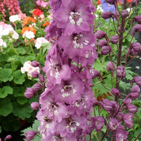 Delphinium elatum 'double innocence' | plant lust. Magic Fountains Lilac Pink with White Bees Delphinium ...