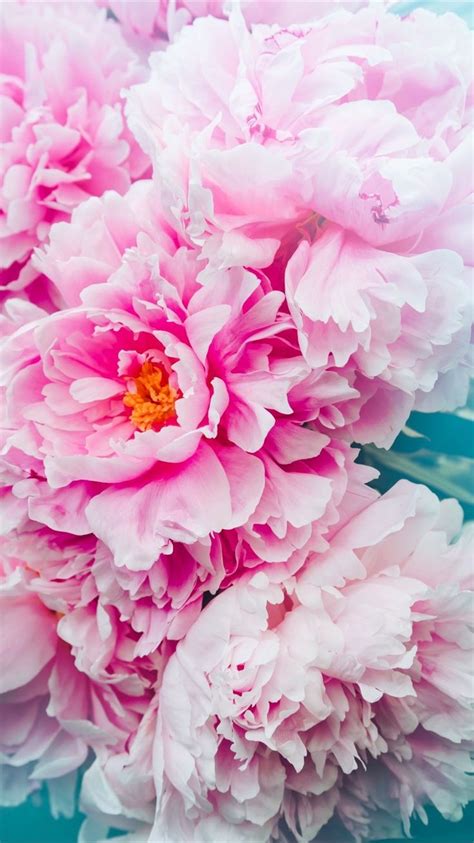Bộ Sưu Tập 500 Iphone Backgrounds Pink Flowers Đẹp Và Tươi Sáng