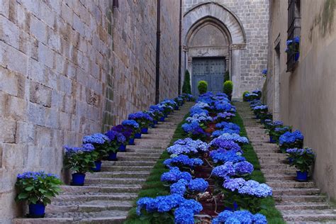 Girona Flower Festival Temps De Flors 2024 In Spain Dates