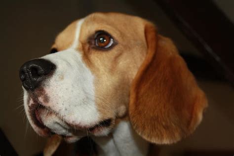How To Identify A Purebred Beagle The Ultimate Guide