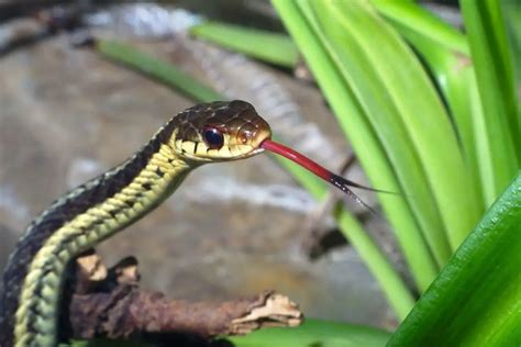 Do Snakes Lick The Fascinating Way Your Snake S Tongue Works Allpetshub Com