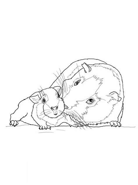 Click the guinea pig coloring pages to view printable version or color it online (compatible with ipad and android tablets). Pin on Guinea Pig Coloring Pages