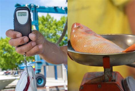 How To Weigh A Fish With A Hook Scale Weighmag