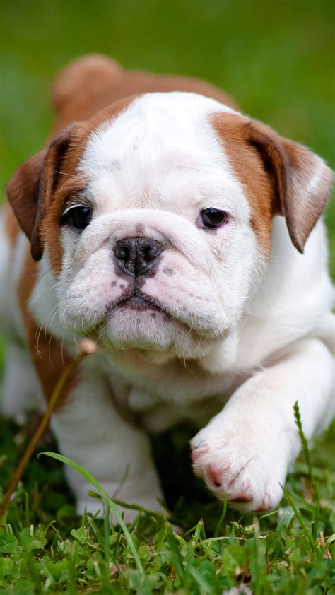 Bulldog Puppy Htc One Wallpaper Best Htc One Wallpapers