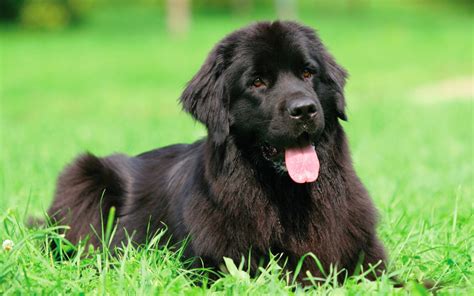 How Much Do Newfoundlands Eat Pet Parkway