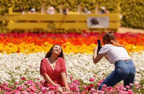 Californias Carlsbad Flower Fields Welcome Visitors With Full Blooms