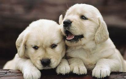 Retriever Golden Puppies Wallpapers Dog Puppy Dogs