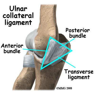 Ulnar Collateral Ligament Injuries Richmond VA UCL Reconstruction