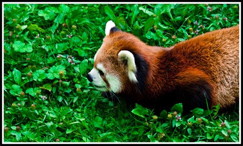 Cutie Pie Red Panda Toronto Zoo Toronto Ontario August Flickr