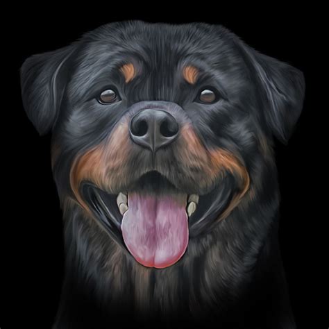 Drawing Dog Rottweiler Art Print By Bonidog X Small In 2021