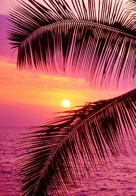 Passionplenty Palm Trees And Ocean At Sunset Hawaii By John Warden