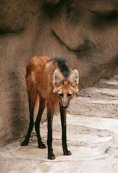 Maned Wolf KF 377 Endangered species Chrysocyon brachyurus
