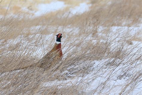 South Dakota Pheasant Hunting South Dakota Guided Pheasant Hunts