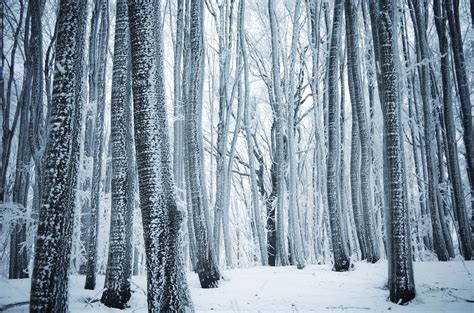 Free Photo Winter Forest Quiet Outdoor Park Free Download Jooinn