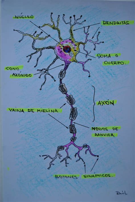 Apiterapia Un Paseo Por La Neurona
