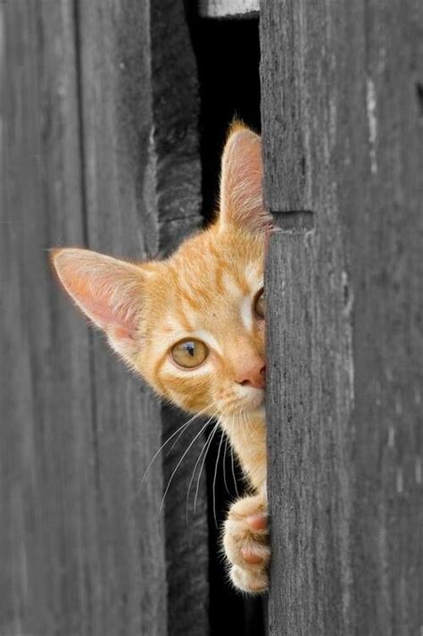 Peek A Boo Tabby Kitten Cats Meow Cats And Kittens Kitty Cat