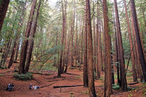Redwoods And Climate Change The Plots Thicken Bay Area Monitor