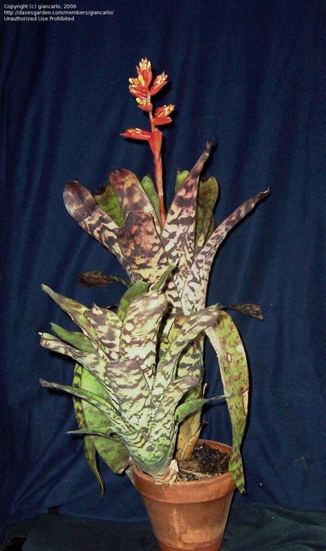 Plantfiles Pictures Aechmea Bromeliad Urn Plant Variegated Bromeliad