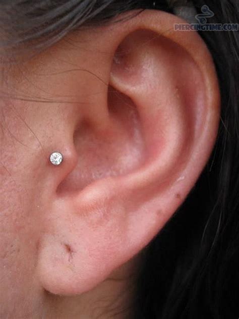 20% off wide variety of stylish and comfortable tragus earrings with code: Left tragus piercing - Body Piercing