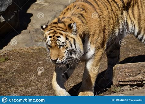 Tiger On The Savannah Wanders Stock Photo Image Of Safari Male