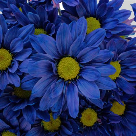 List Of Top Most Beautiful Blue Flowers In The World