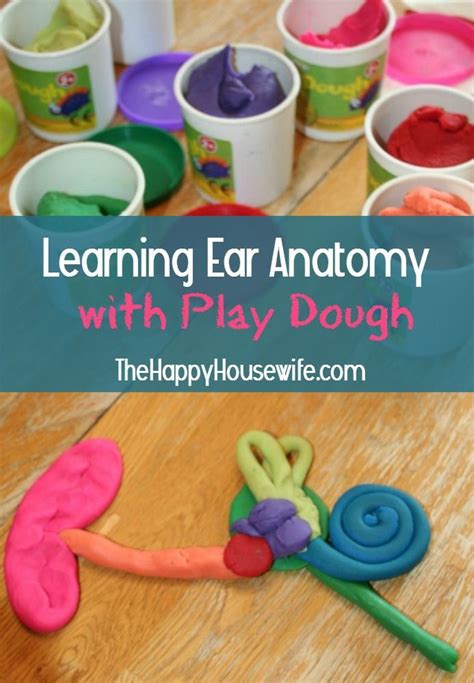 Learning Ear Anatomy With Play Dough The Happy Housewife Home