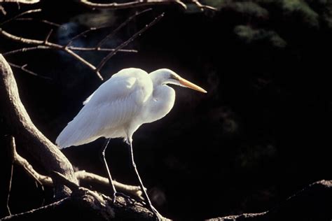 Free Picture Great White Egret Bird Branch Casmerodius Albus