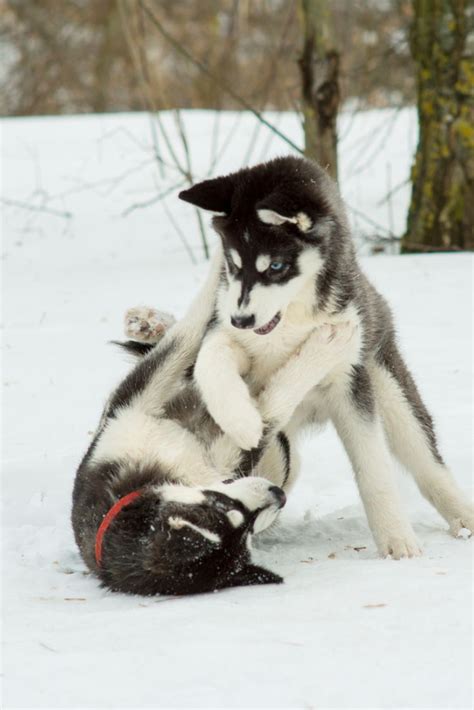 Siberian Husky Playing In The Snow In Winter Day Siberianhusky
