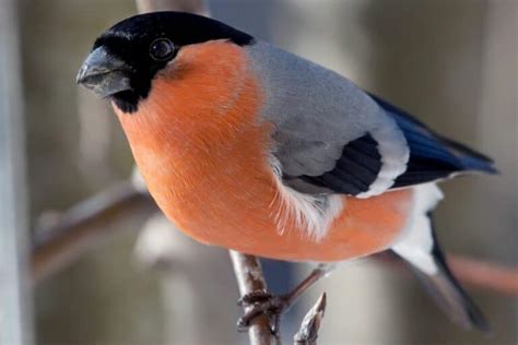 Heimische Gartenvögel Vögel im Garten bestimmen Gartenlexikon de