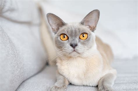 10 Beautiful Burmese Cat Colors And Patterns With Pictures Pet Keen