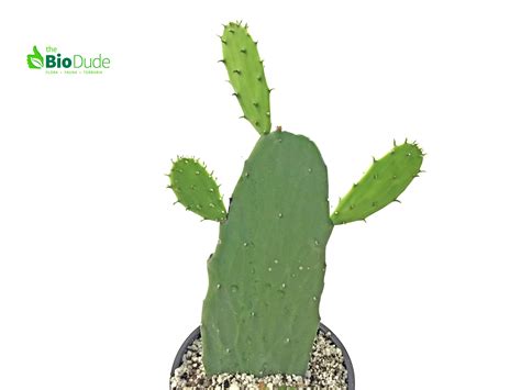 Potted Prickly Pear Cactus Opuntia Cactus The Bio Dude