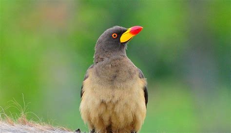 Oxpecker Fact Buphagus Lovely Bird With Animals