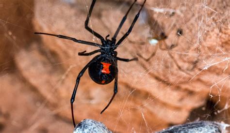 Symptoms After Black Widow Spider Bite Pictures Symptoms And
