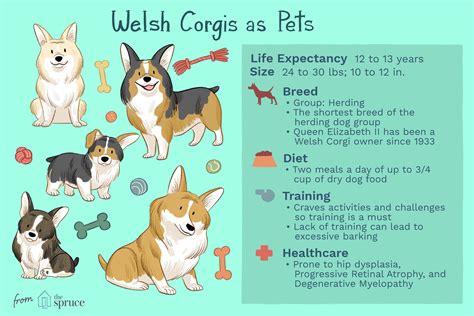 Pembroke Welsh Corgi Dog Breed Characteristics And Care
