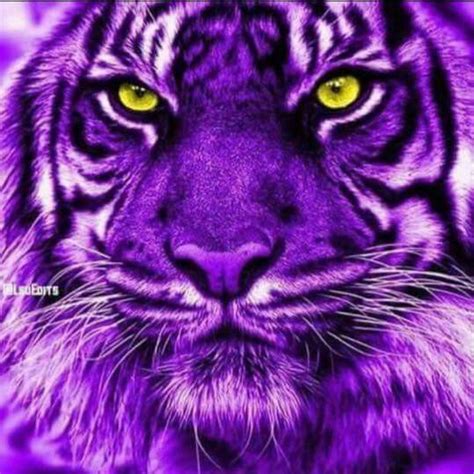 Pin By Sandra Castaneda On Lsu Tigers Tiger Pictures Big Cats Art