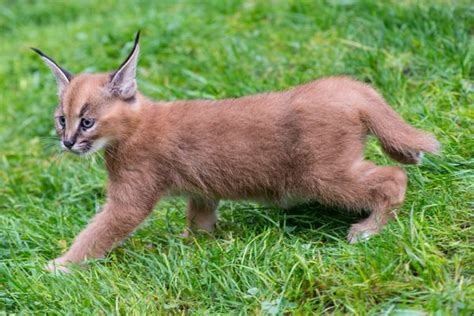 Recently Named Caracal Kittens Go Exploring Zooborns