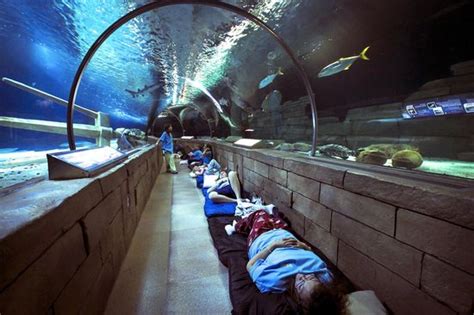 Overnight Group Sleeping In The 300ft Ocean Tunnel Picture Of Sea