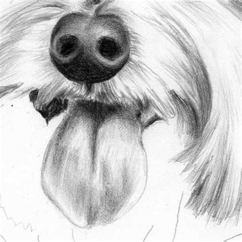 Download the perfect dog snout pictures. How to draw a dog's tongue, How to draw pets, Drawing dogs ...