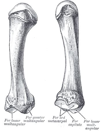 Second metacarpal bone - wikidoc