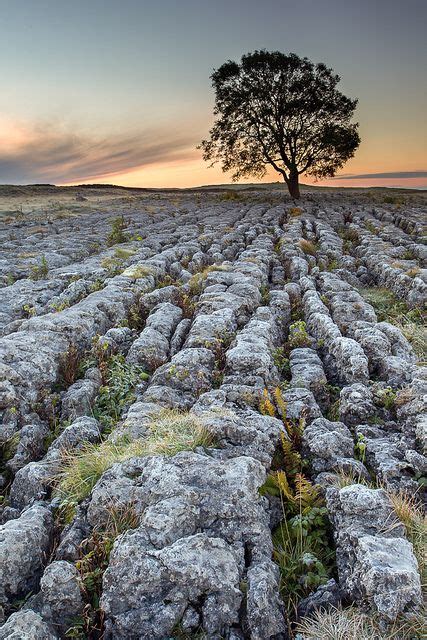 The Malham Ash In 2020 Yorkshire Dales National Parks