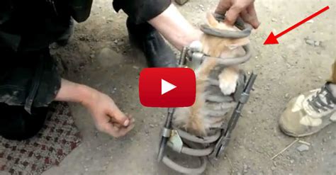 Kitten Travels 43 Miles Stuck In A Tire And Survives Miraculous