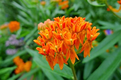 Less Noise More Green Help The Monarch Butterfly Plant Milkweed In