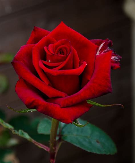 Works by isabelle menin, ysabel lemay, and more Resultado de imagem para red rose photography | Rose ...
