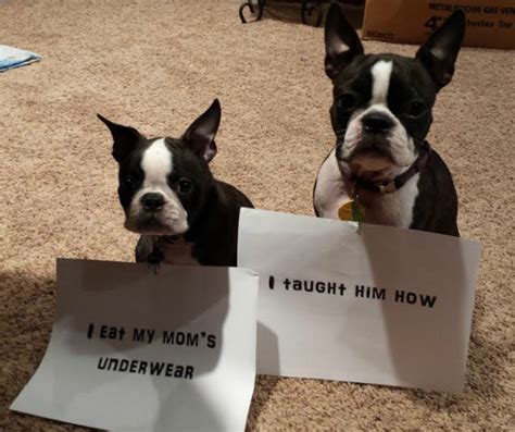 The Good The Bad And The Doggies Dogshaming