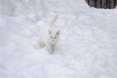 Beautiful White On White Snow Cat With Images Baby