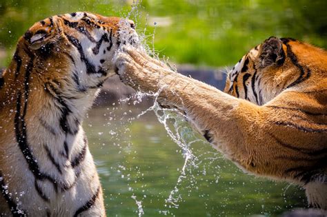 Indian Wildlife In Style Wildlife Tour In India Red Savannah