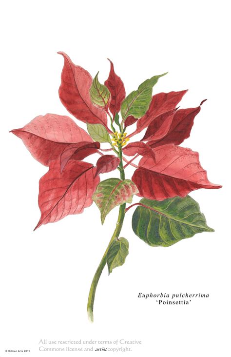 Poinsettia Illustration Watercolor Flowers Christmas Watercolor