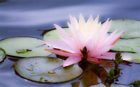 Share High Definition Photography Pink Lotus Best Wallpaper Picture